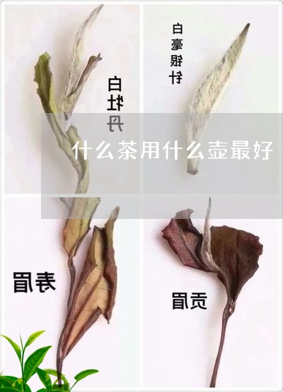 什么茶用什么壶最好/2023031930572