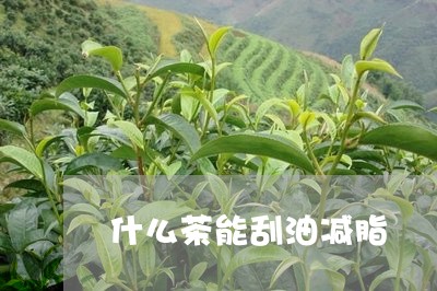 什么茶能刮油减脂/2023032440492