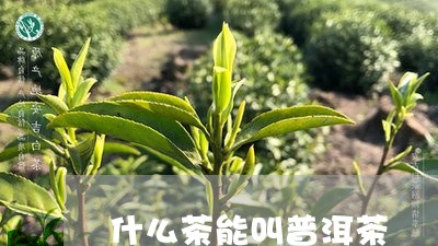 什么茶能叫普洱茶/2023031622715