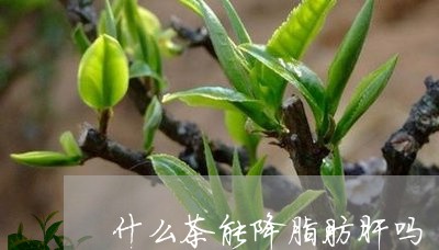 什么茶能降脂肪肝吗/2023031918182