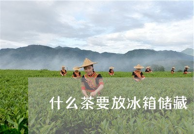 什么茶要放冰箱储藏/2023032064046