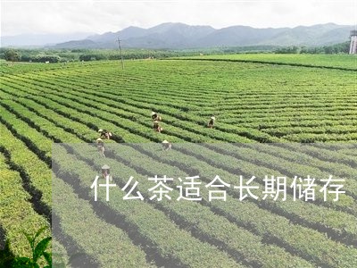 什么茶适合长期储存/2023041510595