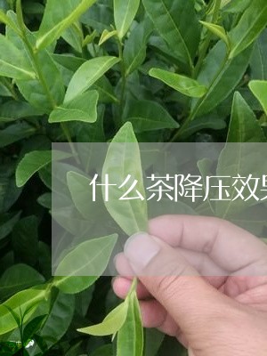 什么茶降压效果最好/2023041556828