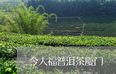 今大福普洱茶厦门/2023041231717