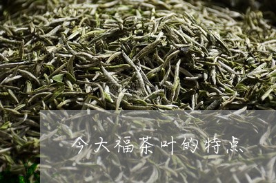 今大福茶叶的特点/2023032621582