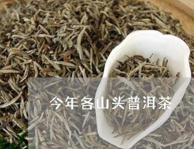 今年各山头普洱茶/2023040991683