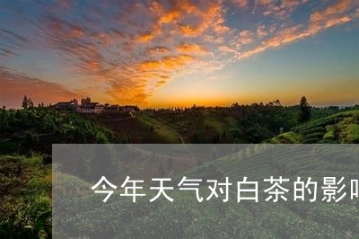 今年天气对白茶的影响大吗/2023033186954