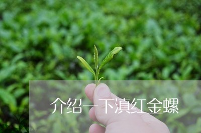 介绍一下滇红金螺/2023033087471