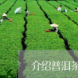 介绍普洱茶弯弓茶/2023041002936