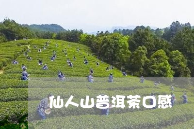 仙人山普洱茶口感/2023041326060