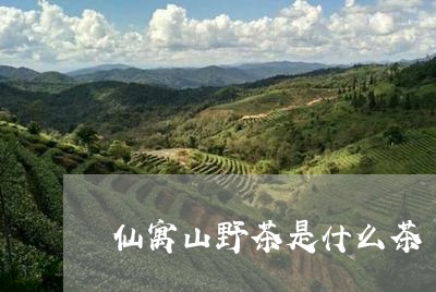 仙寓山野茶是什么茶/2023041535148