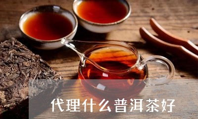 代理什么普洱茶好/2023032960391