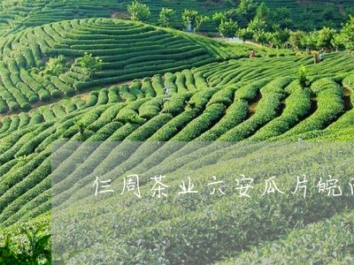 仨周茶业六安瓜片皖西白茶/2023040126937