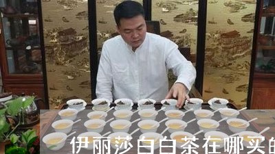 伊丽莎白白茶在哪买的正宗/2023040195048