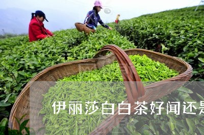 伊丽莎白白茶好闻还是绿茶/2023040190604