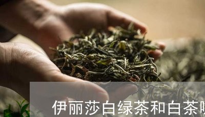 伊丽莎白绿茶和白茶哪个好/2023040121937