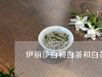 伊丽莎白顿白茶和白茶橙花/2023040124130