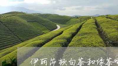 伊丽莎顿白茶和绿茶哪个贵/2023040180924