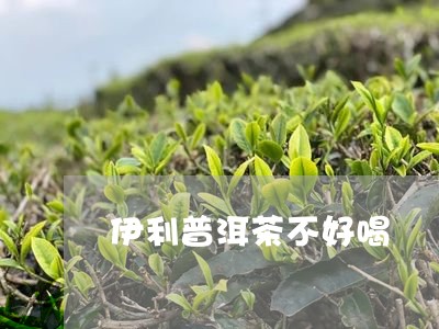 伊利普洱茶不好喝/2023041305272