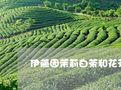 伊藤园茉莉白茶和花茶天天/2023040159613