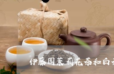 伊藤园茉莉花茶和白茶茉莉/2023040130491