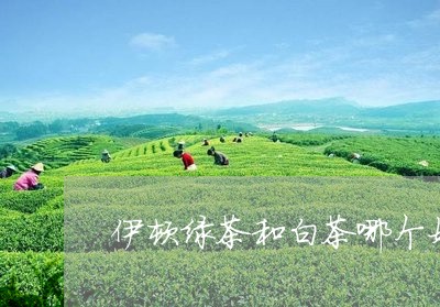 伊顿绿茶和白茶哪个好一点/2023040100481