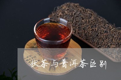 伏茶与普洱茶区别/2023041184037