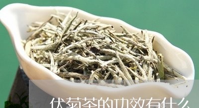 伏菊茶的功效有什么/2023041796161