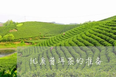 优质普洱茶的准备/2023041091926