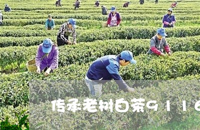 传承老树白茶9116价格/2023033116270