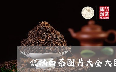 低档白茶图片大全大图欣赏/2023040190483