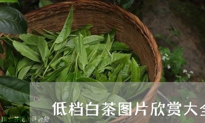 低档白茶图片欣赏大全大图/2023040100494