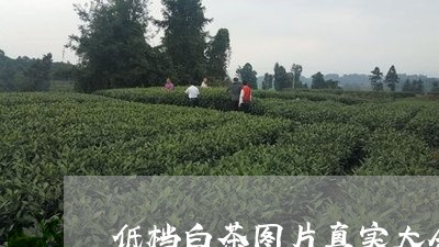 低档白茶图片真实大全大图/2023040110616