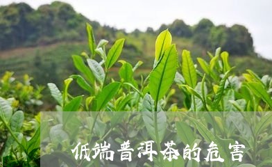 低端普洱茶的危害/2023033083139