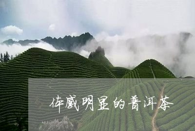 体感明显的普洱茶/2023041313926