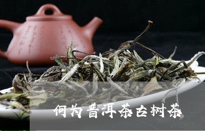 何为普洱茶古树茶/2023031638171