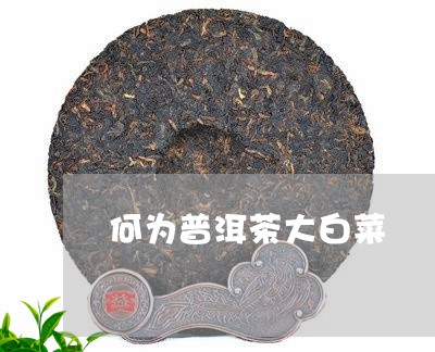 何为普洱茶大白菜/2023040105838