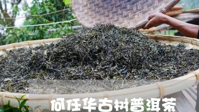 何任华古树普洱茶/2023033071503