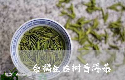 余福生古树普洱茶/2023033199582