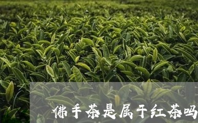 佛手茶是属于红茶吗/2023041573268