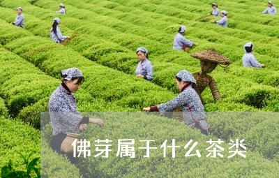 佛芽属于什么茶类/2023032441737