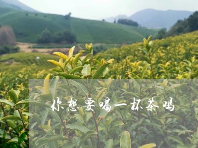 你想要喝一杯茶吗/2023032238493