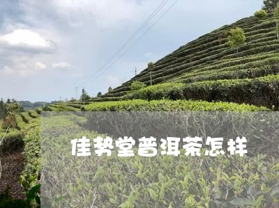 佳势堂普洱茶怎样/2023041381605