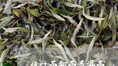 佳叶茶祖茶普洱茶/2023041141804