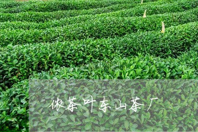 侬茶叶东山茶厂/2023032628261