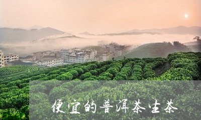 便宜的普洱茶生茶/2023031630502