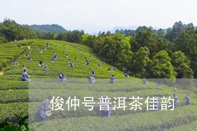 俊仲号普洱茶佳韵/2023041378570