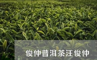 俊仲普洱茶汪俊仲/2023041330593