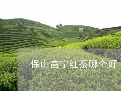 保山昌宁红茶哪个好/2023041454259