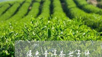 保惠普洱茶七子饼/2023033040481